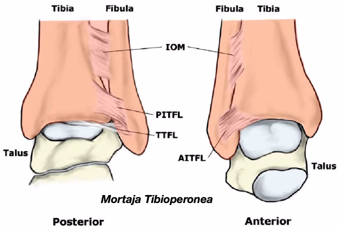 ¿Qué significa cuando te duele la pantorrilla?
